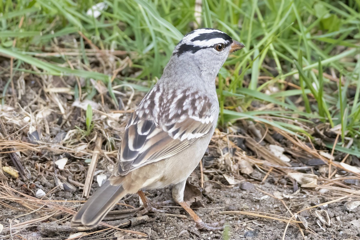White-crowned Sparrow - ML618470851