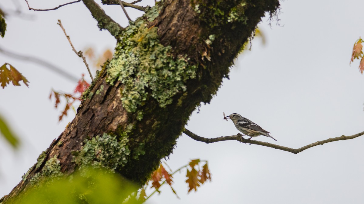 Black-and-white Warbler - ML618470873