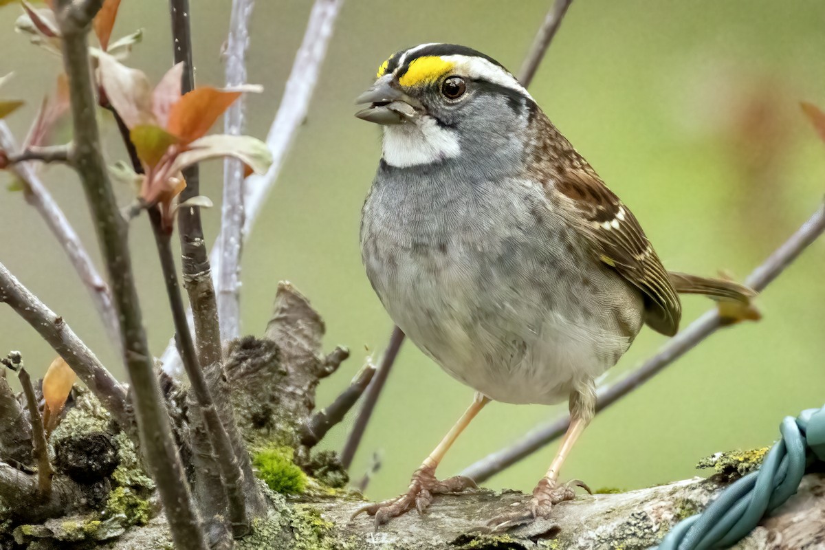 White-throated Sparrow - ML618470885