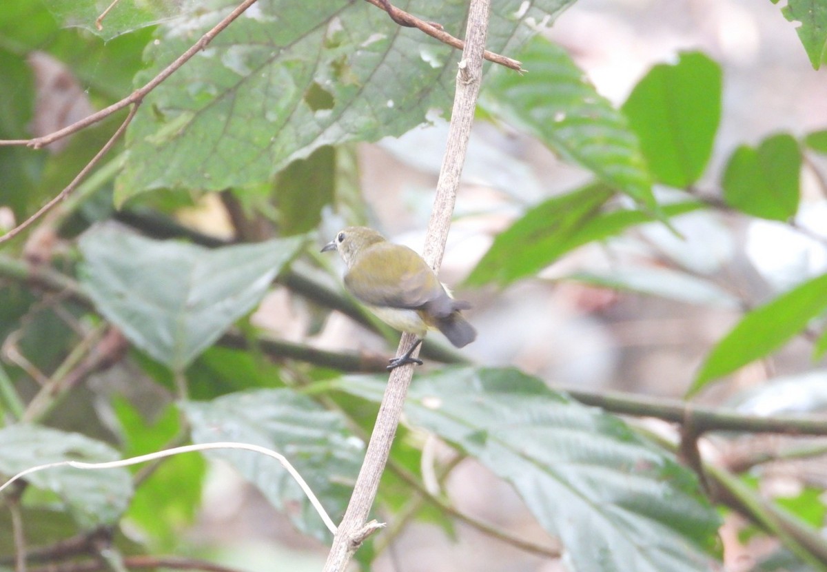 Andaman Flowerpecker - ML618470900