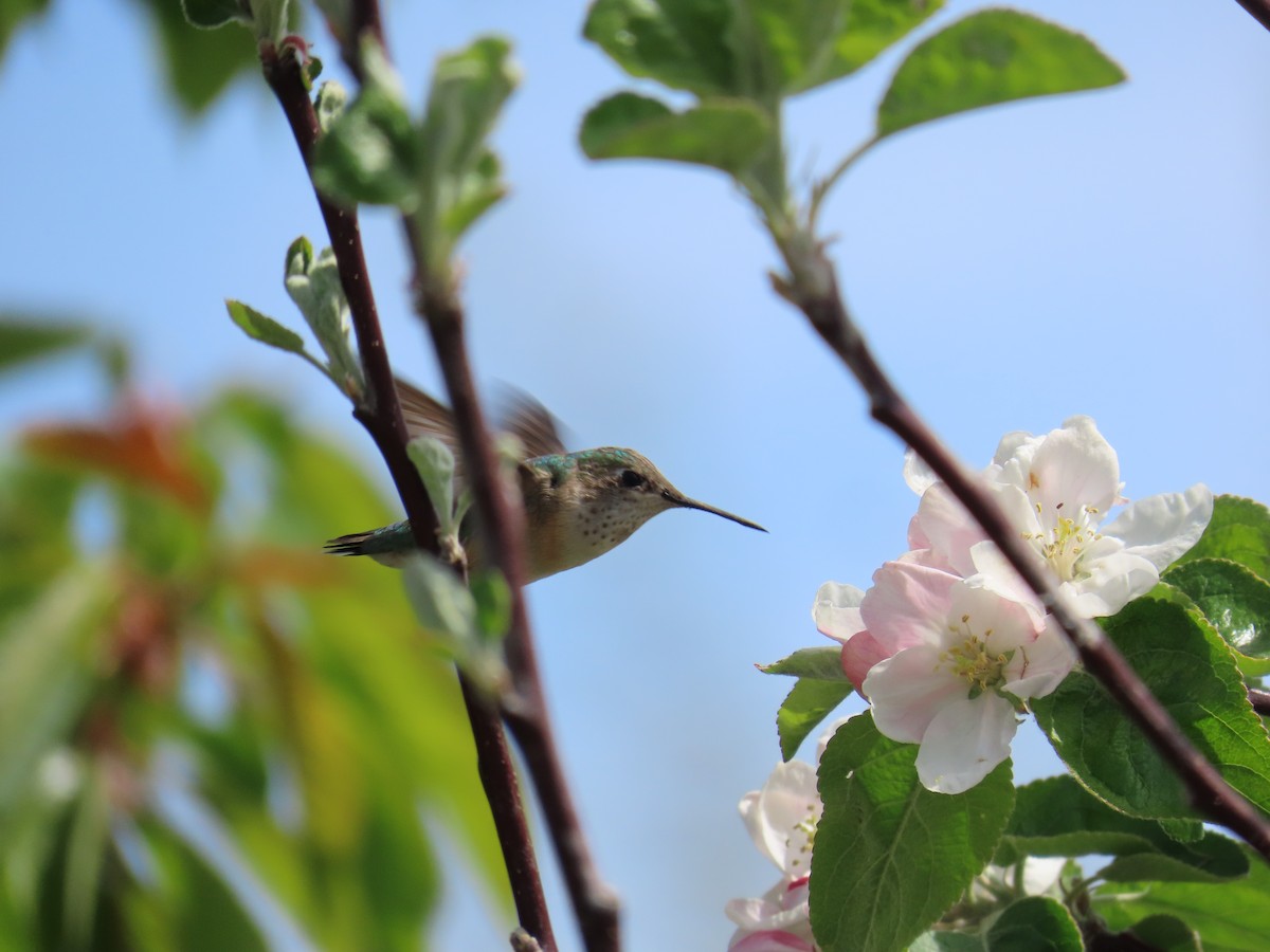 Calliope Hummingbird - ML618470905