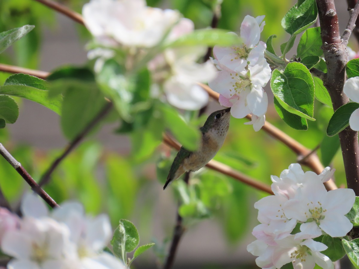 Calliope Hummingbird - ML618470906