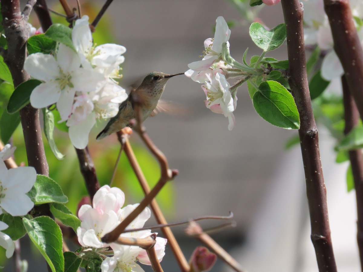 Calliope Hummingbird - ML618470907