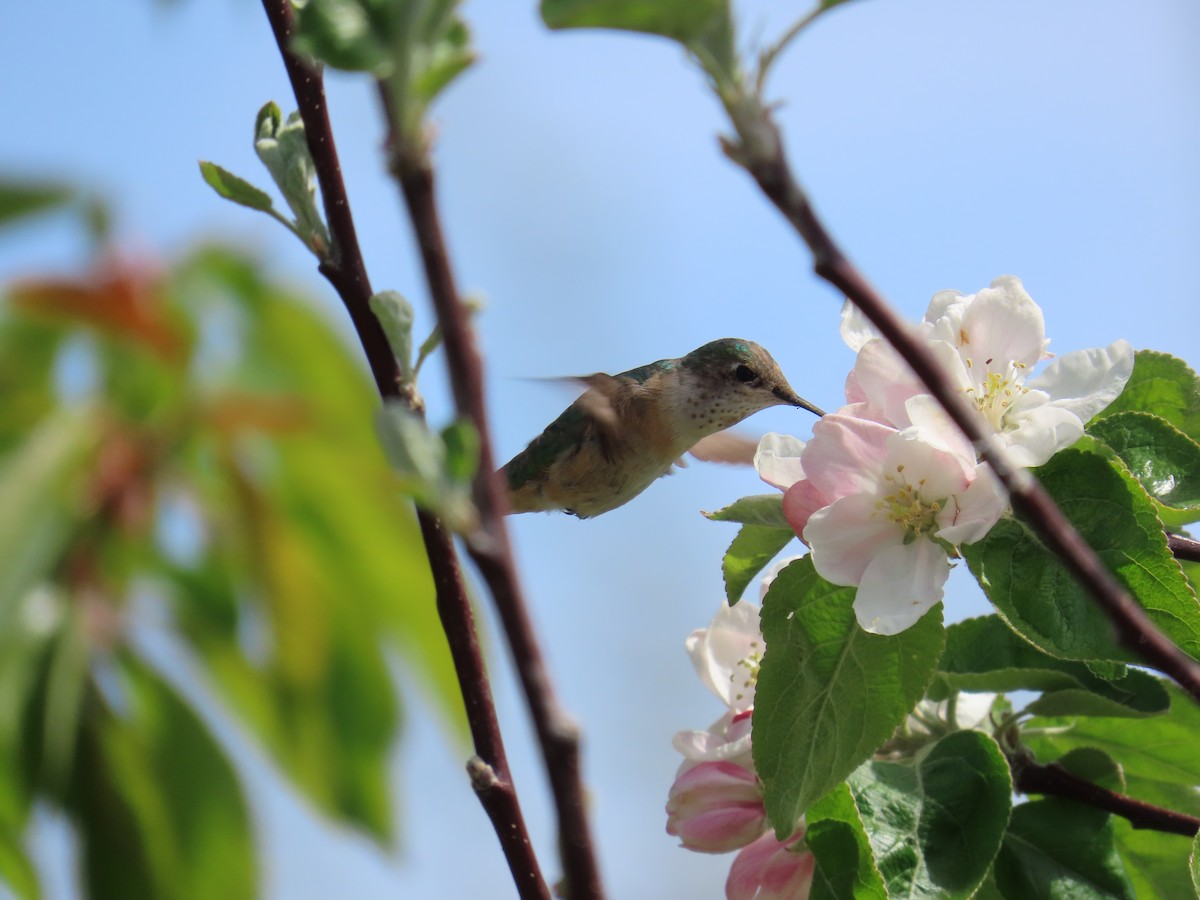 Calliope Hummingbird - ML618470908