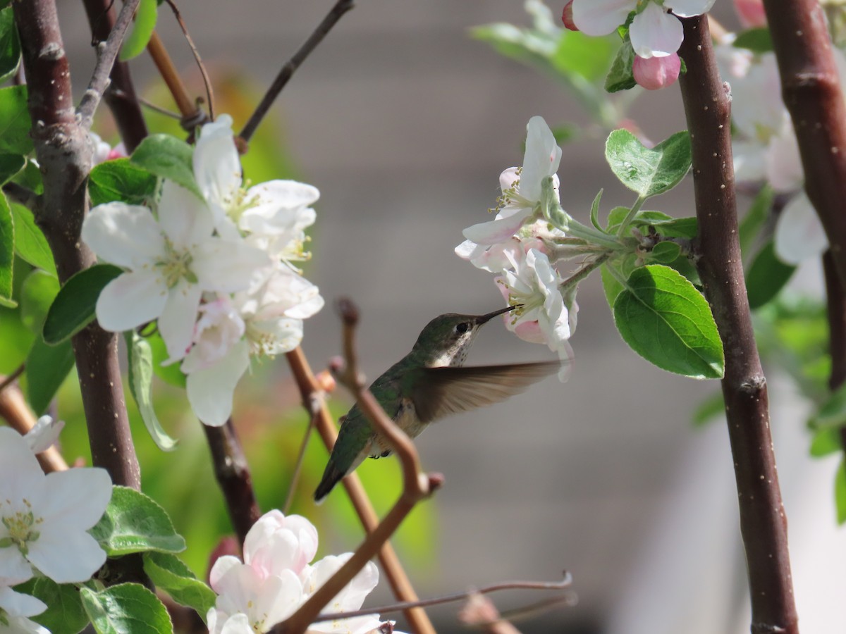 Calliope Hummingbird - ML618470909