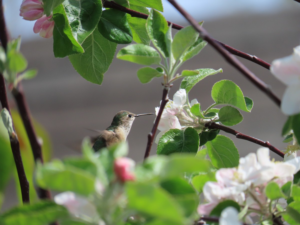 Calliope Hummingbird - ML618470910