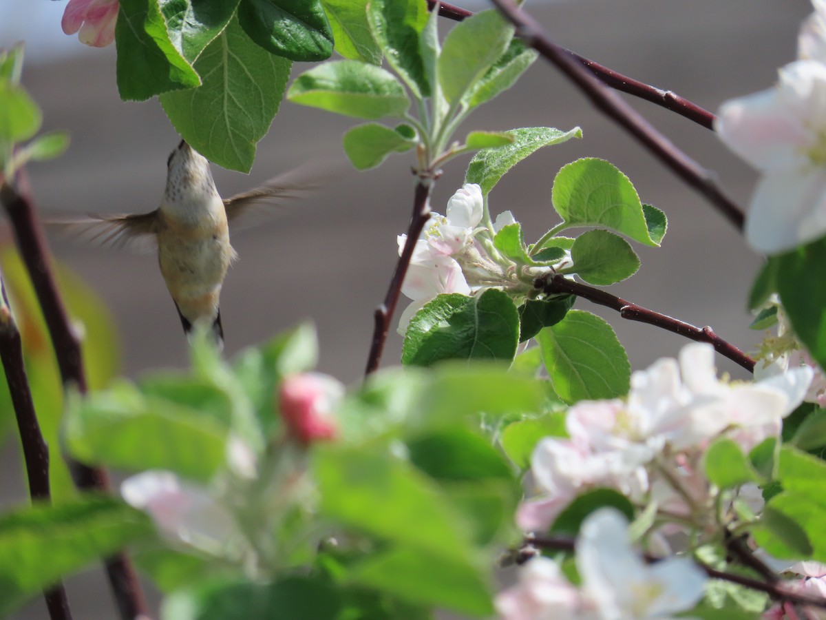 Calliope Hummingbird - ML618470911