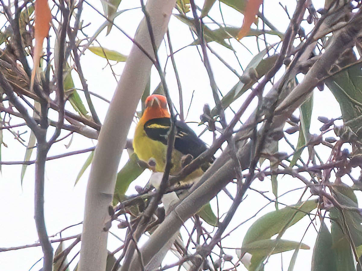 Western Tanager - ML618470912