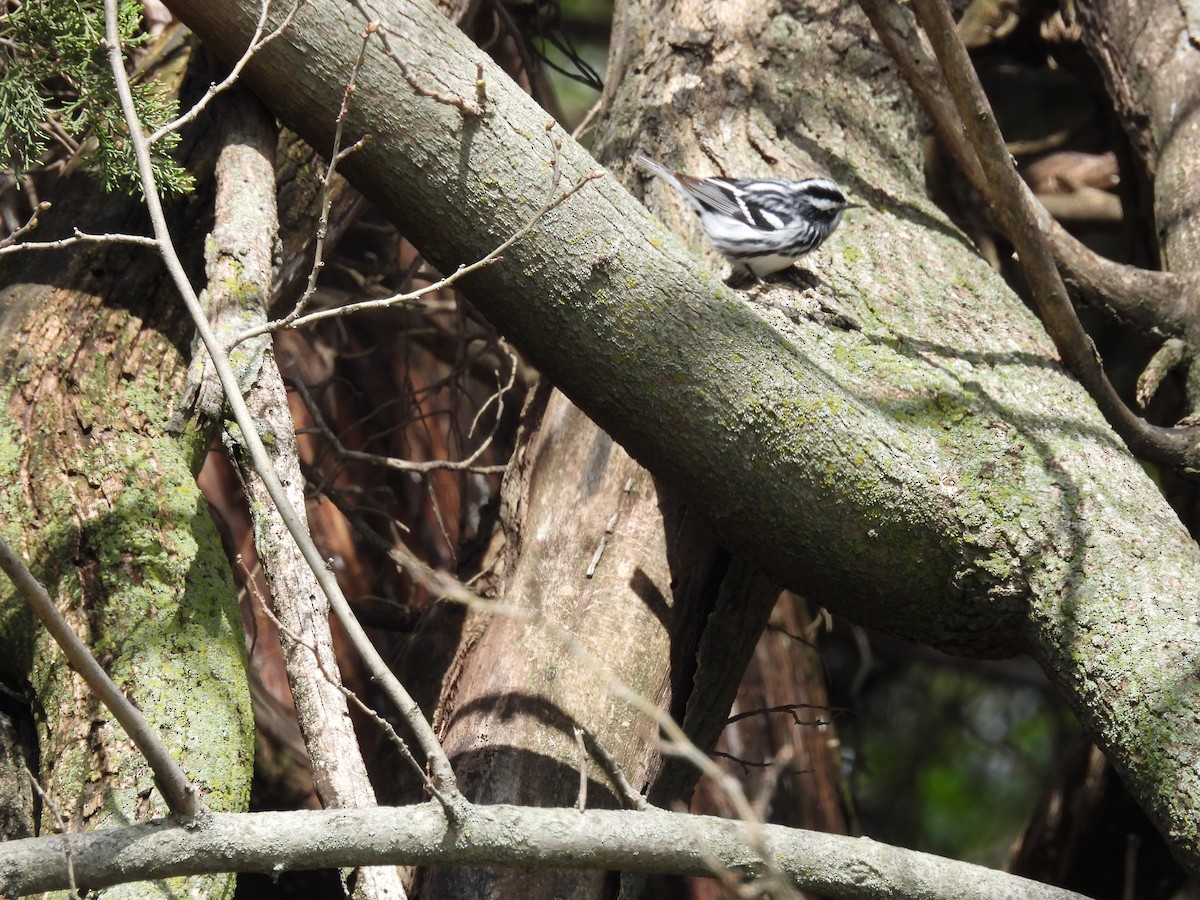 Black-and-white Warbler - ML618470919