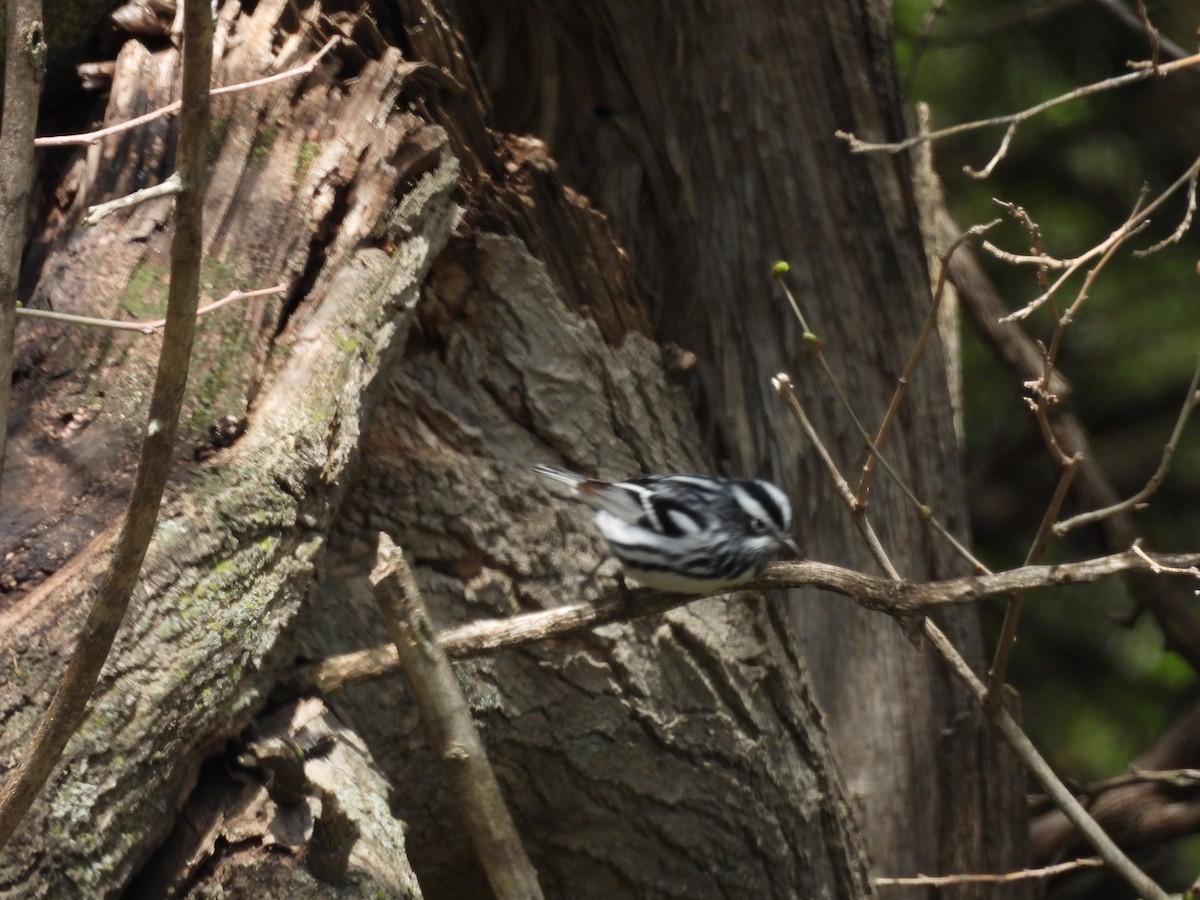 Black-and-white Warbler - Clayton Will