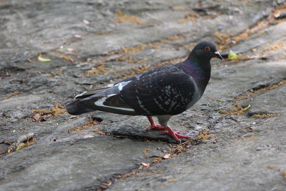 Rock Pigeon (Feral Pigeon) - ML618470932