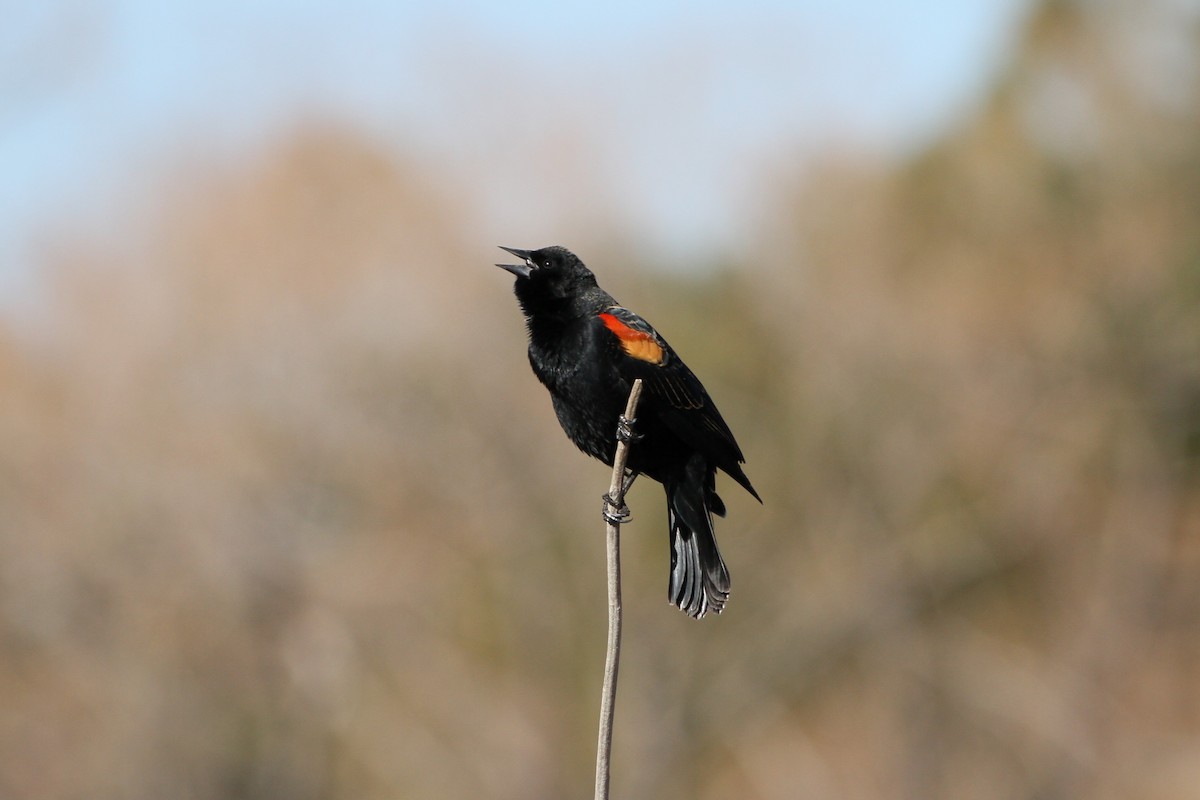Red-winged Blackbird - Matthew Fast