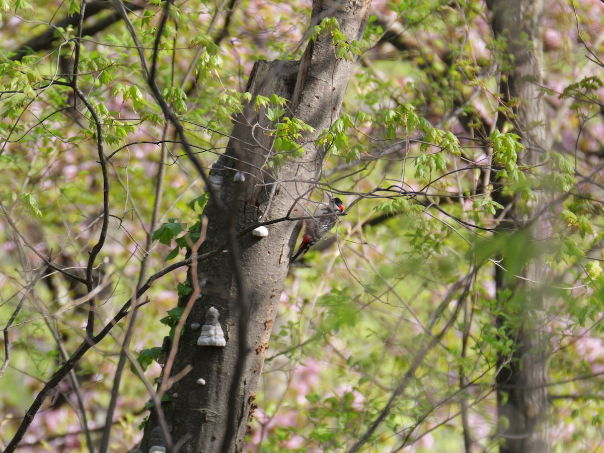 Great Spotted Woodpecker - ML618470997