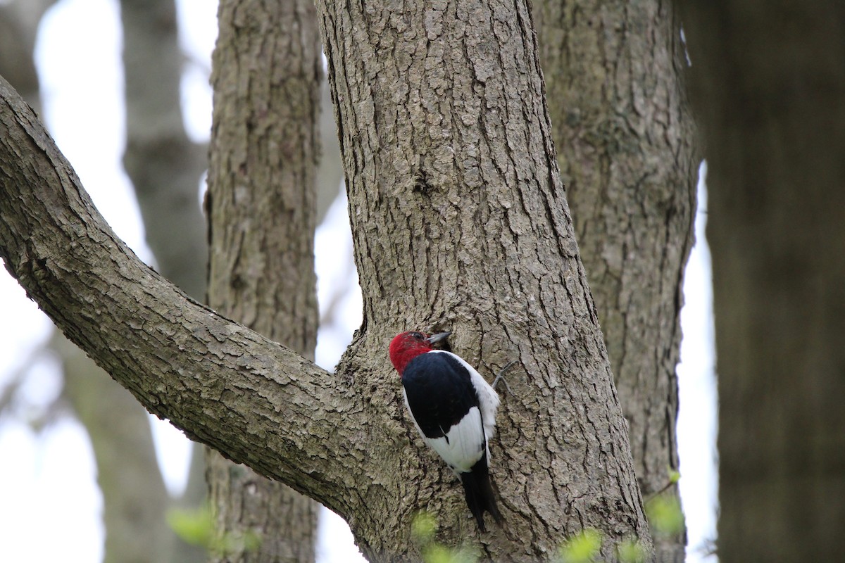 Red-headed Woodpecker - ML618471006