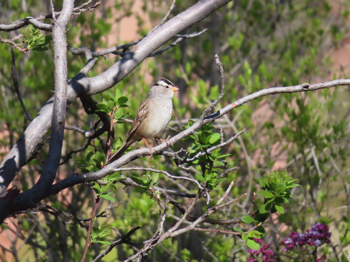 White-crowned Sparrow - ML618471044
