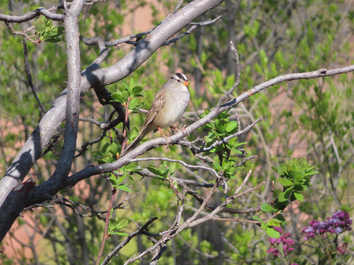 White-crowned Sparrow - ML618471045