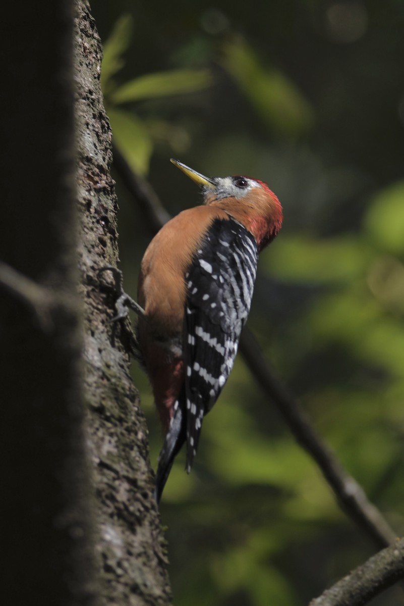 Rufous Woodpecker - ML618471074