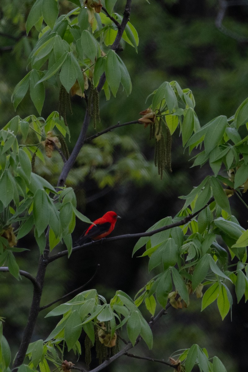 Scarlet Tanager - ML618471077