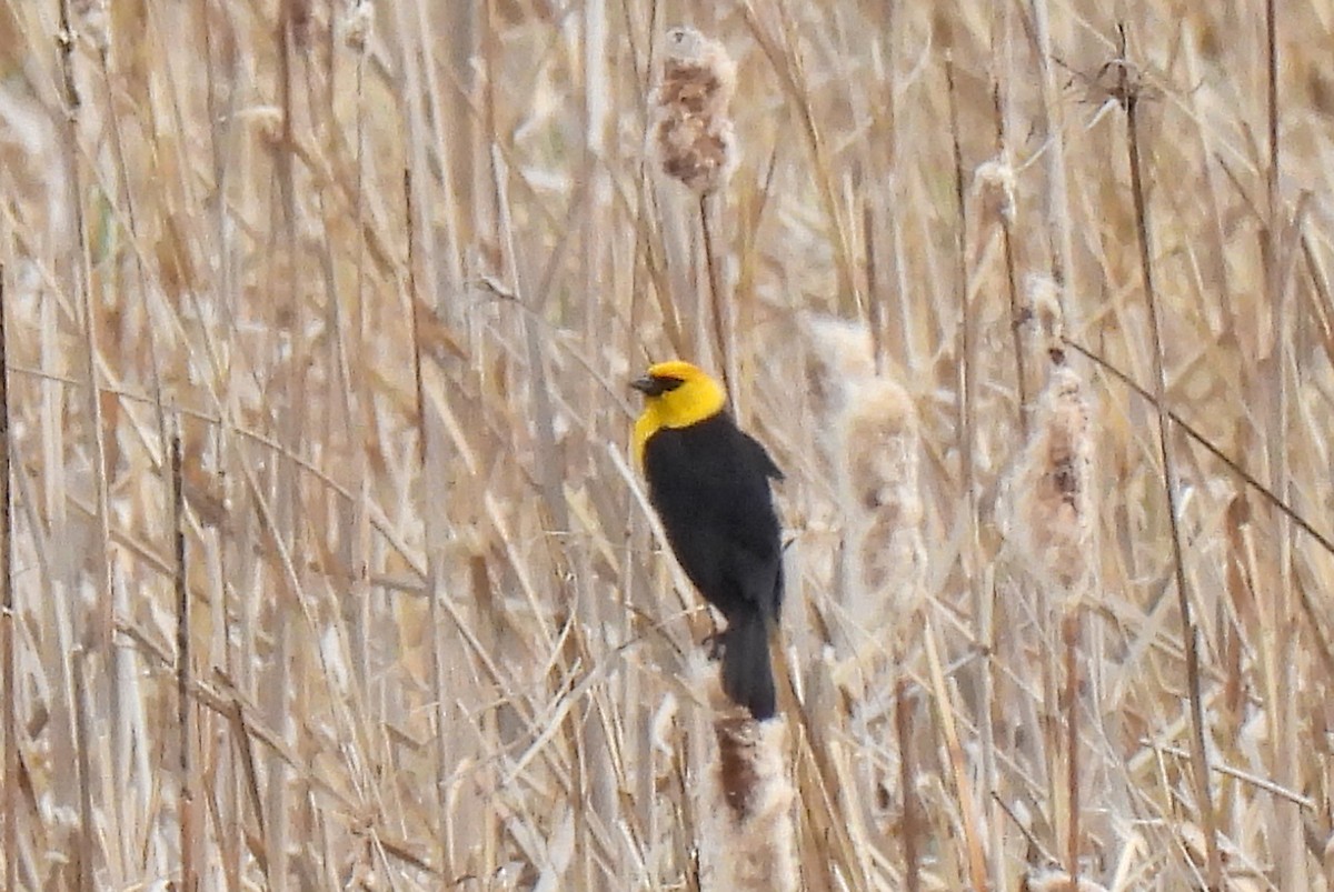 Yellow-headed Blackbird - ML618471088