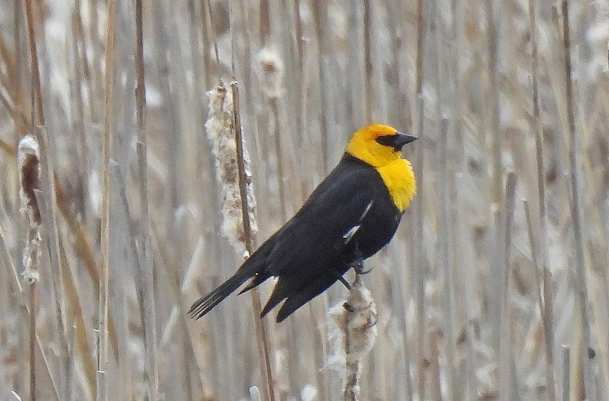 Yellow-headed Blackbird - ML618471092