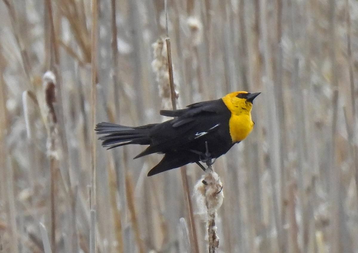 Yellow-headed Blackbird - ML618471101