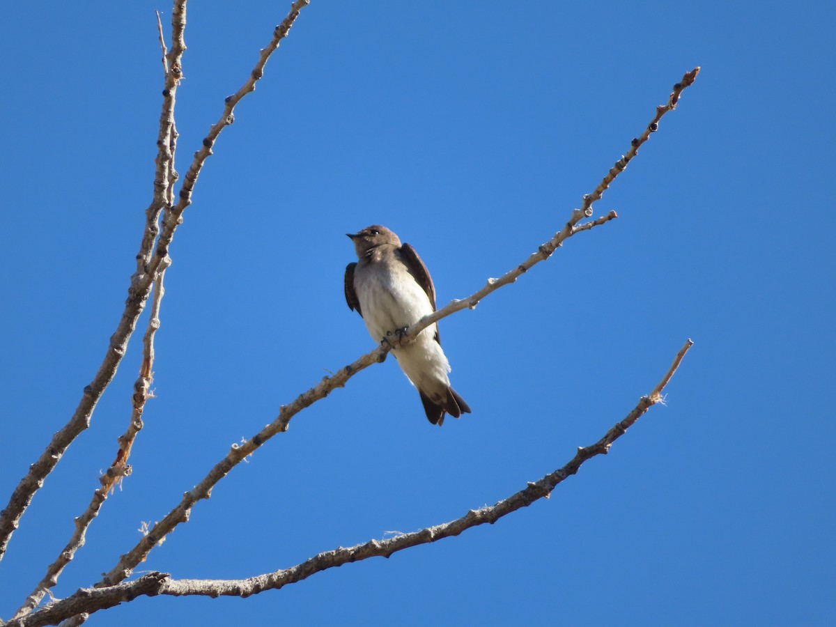 Northern Rough-winged Swallow - ML618471103