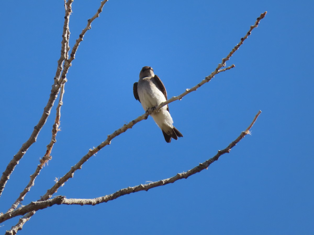 Northern Rough-winged Swallow - ML618471104