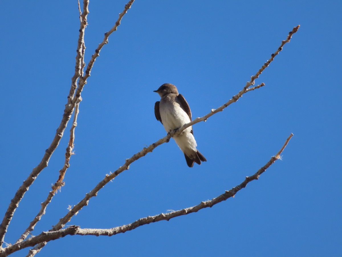 Northern Rough-winged Swallow - ML618471105