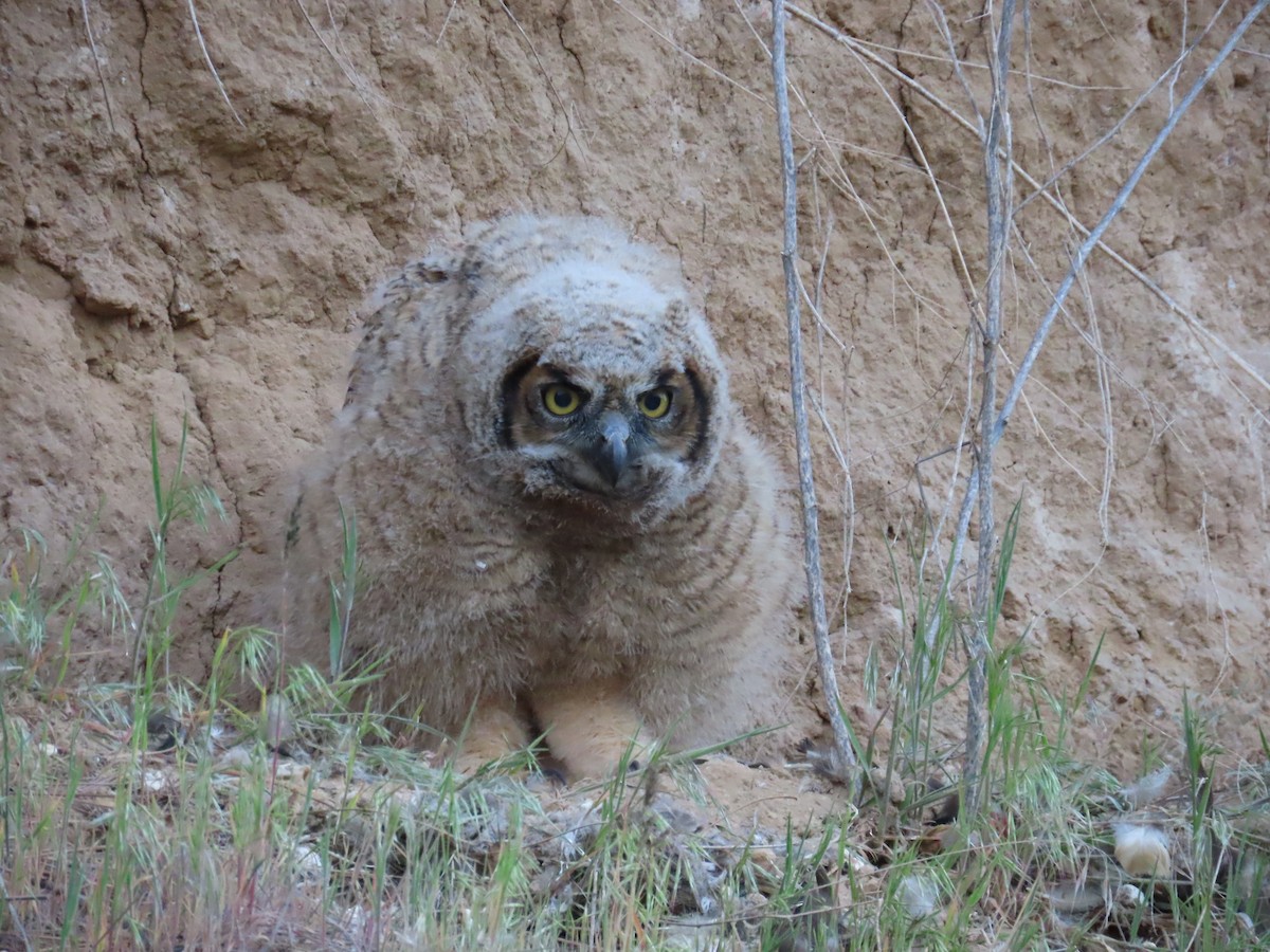 Great Horned Owl - ML618471117