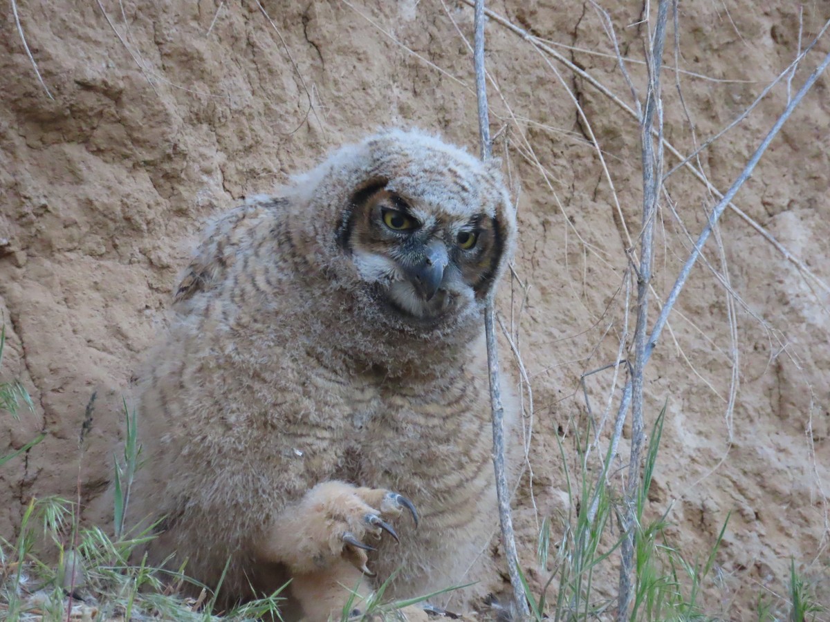Great Horned Owl - ML618471119
