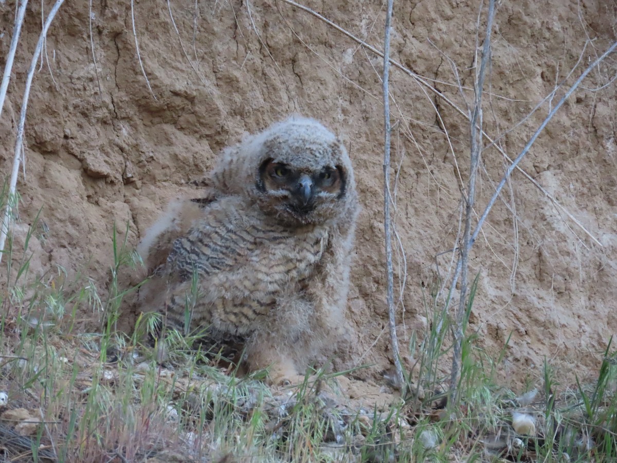 Great Horned Owl - ML618471120