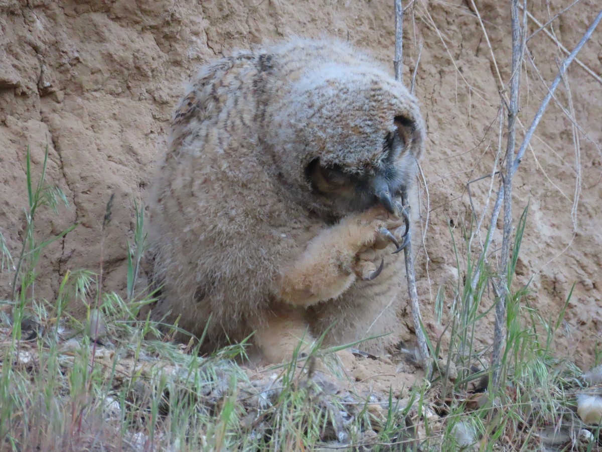 Great Horned Owl - ML618471121