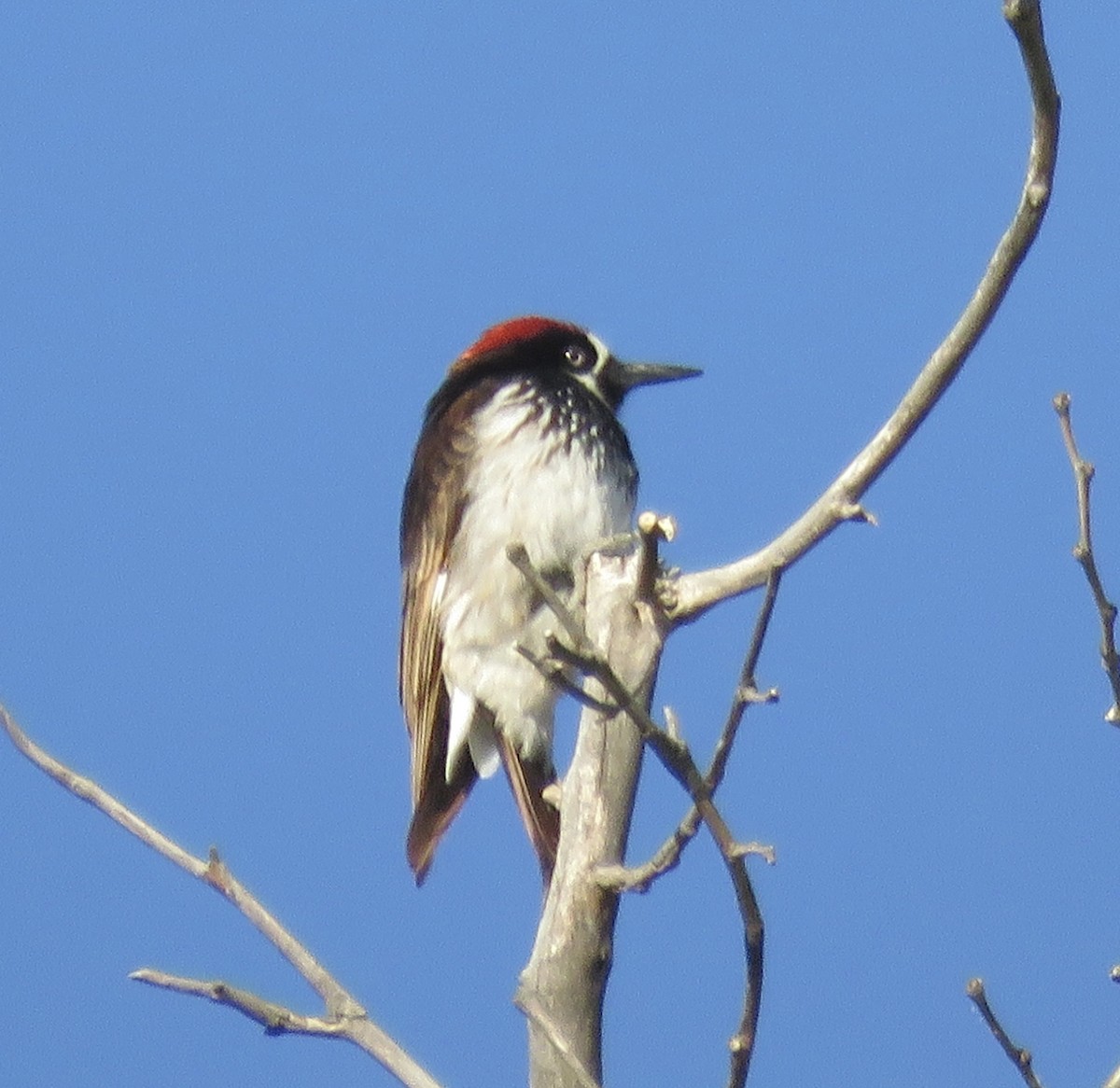 Acorn Woodpecker - ML618471122