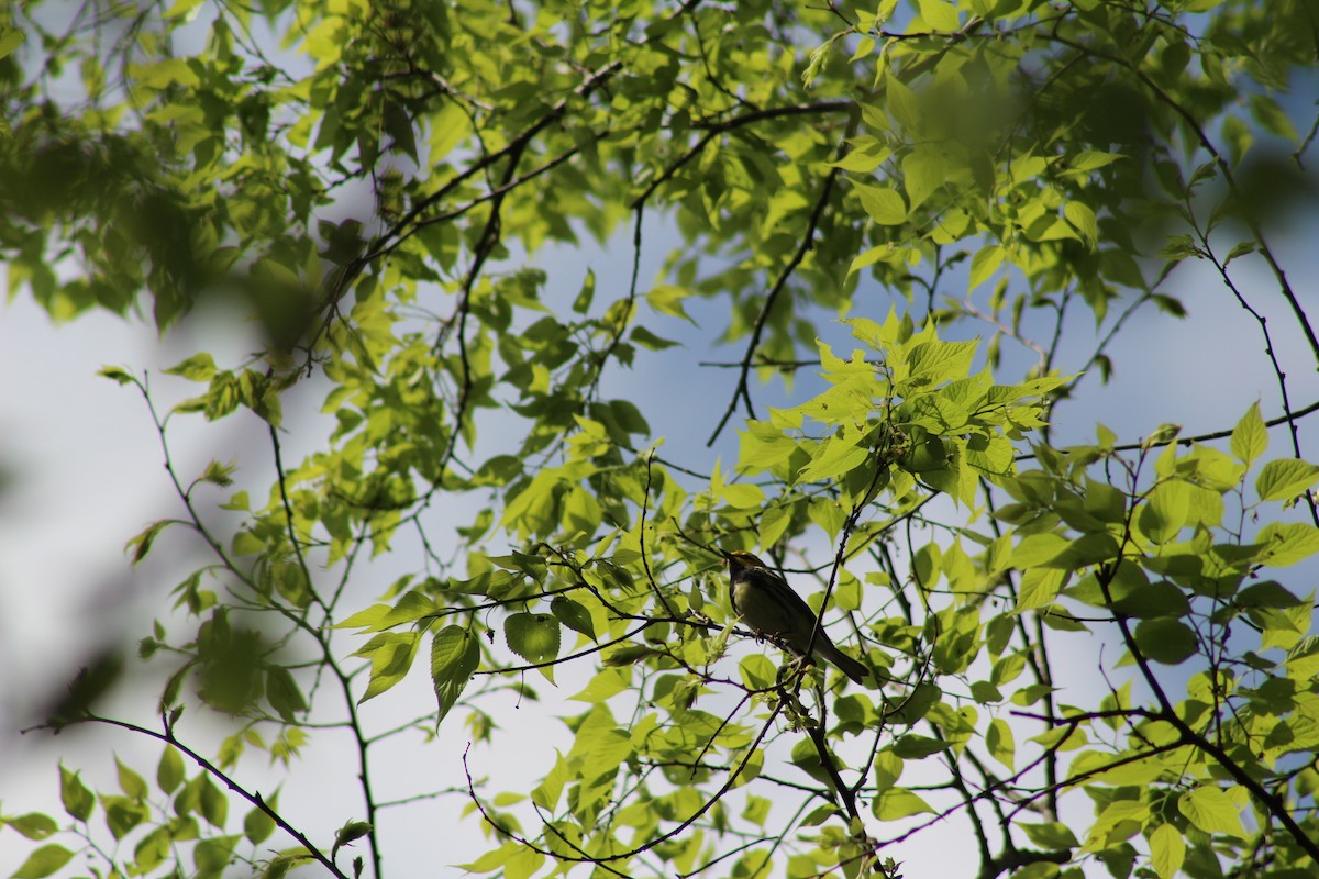 Black-throated Green Warbler - ML618471124