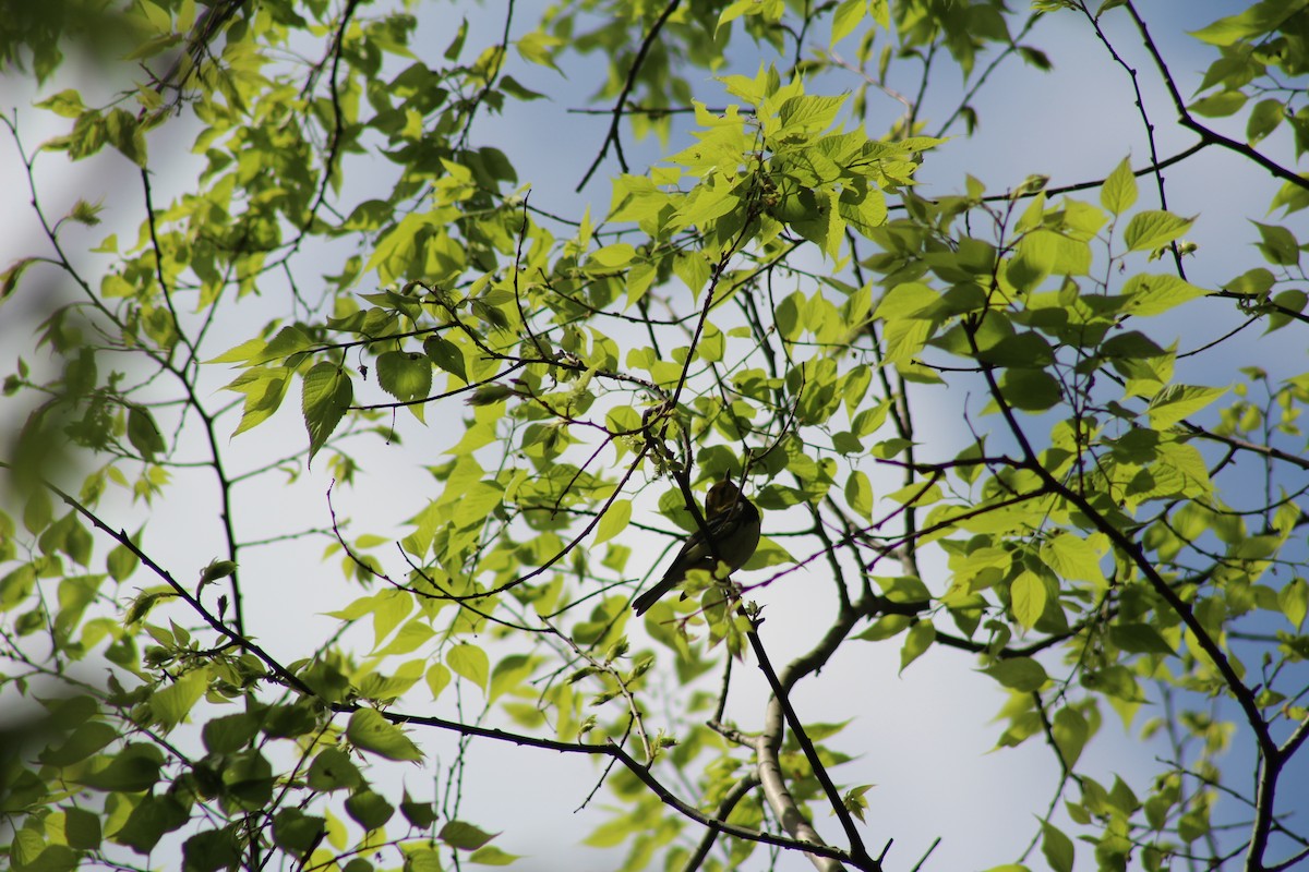 Black-throated Green Warbler - ML618471139