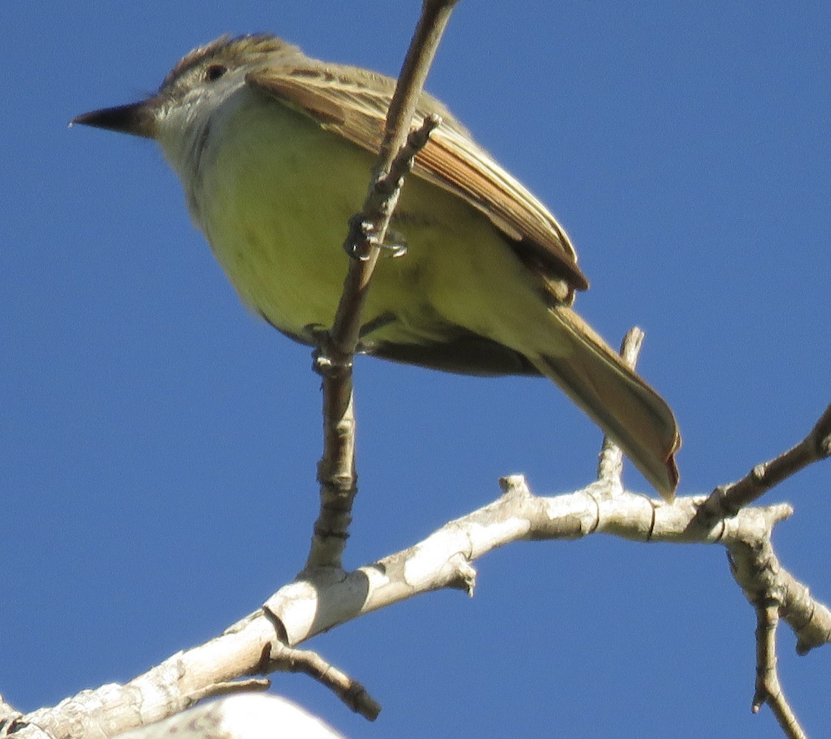 Brown-crested Flycatcher (Arizona) - Anonymous