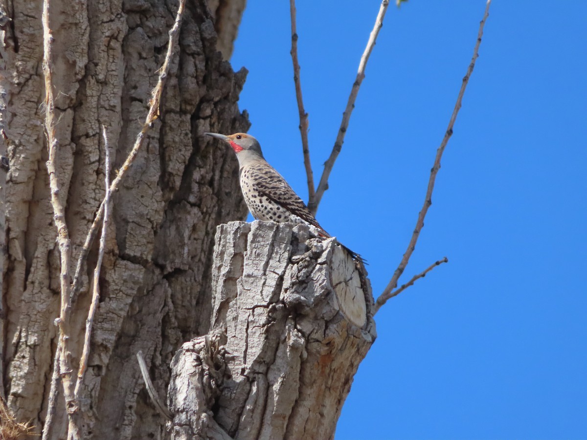 Northern Flicker (Red-shafted) - ML618471176