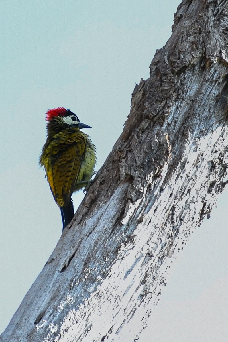 Golden-olive Woodpecker - ML618471177