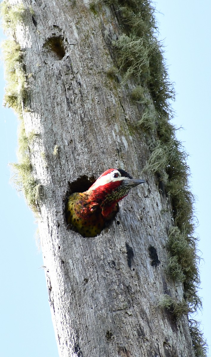 Golden-olive Woodpecker - ML618471183