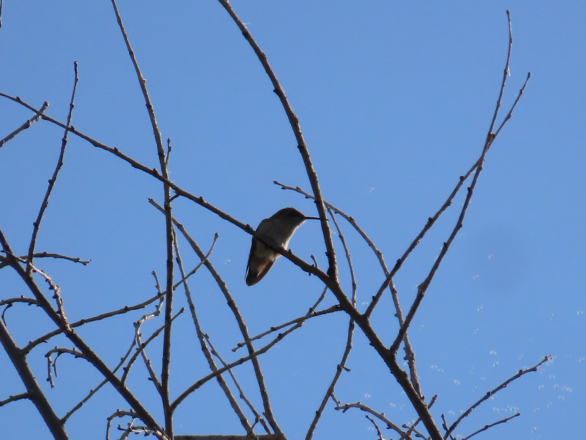 Calliope Hummingbird - ML618471186