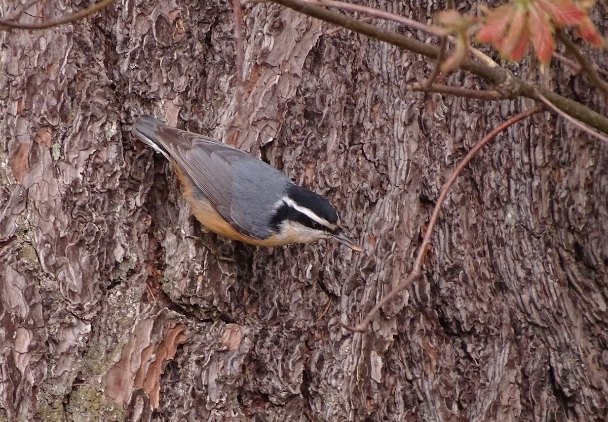 Red-breasted Nuthatch - ML618471194