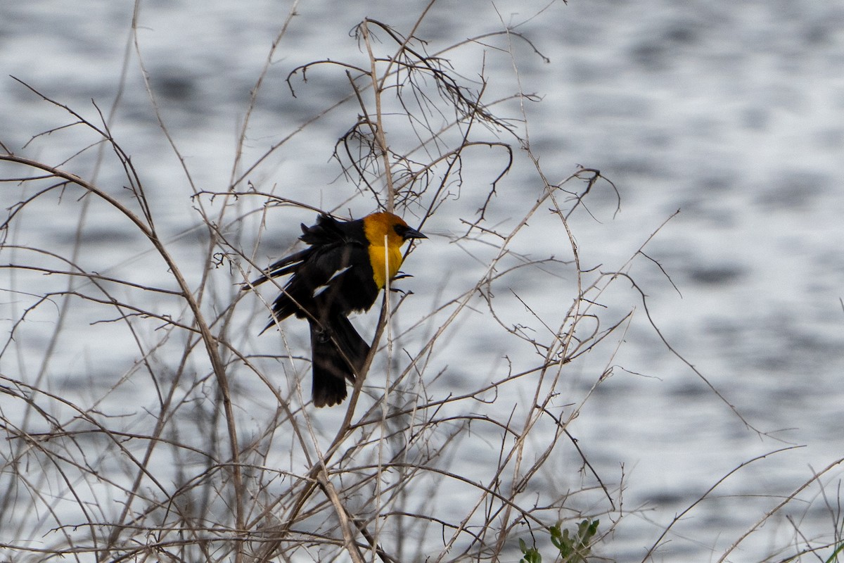 Yellow-headed Blackbird - ML618471197