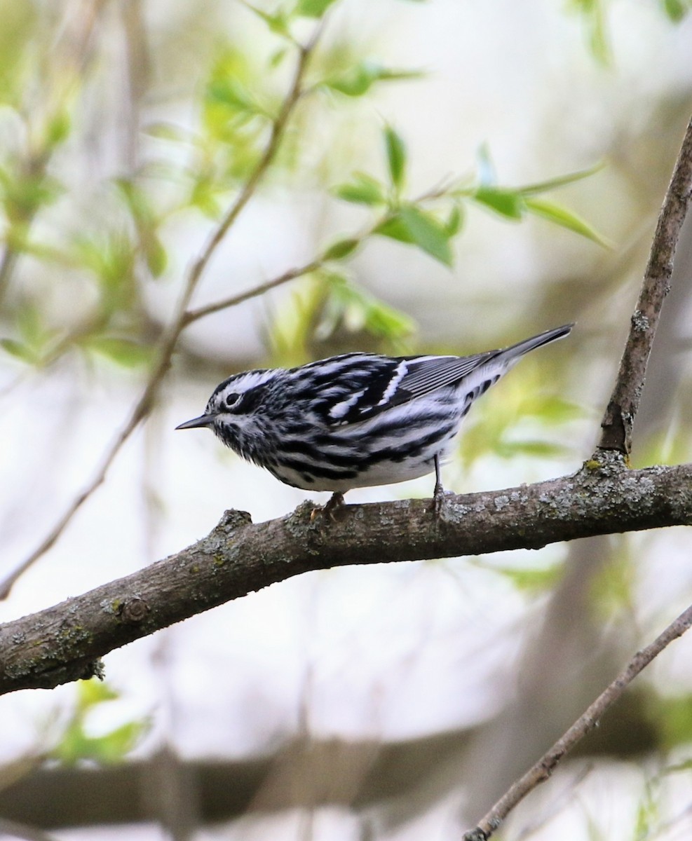 Black-and-white Warbler - ML618471202
