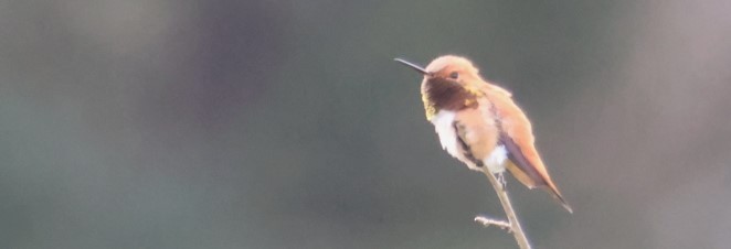 Rufous Hummingbird - ML618471203