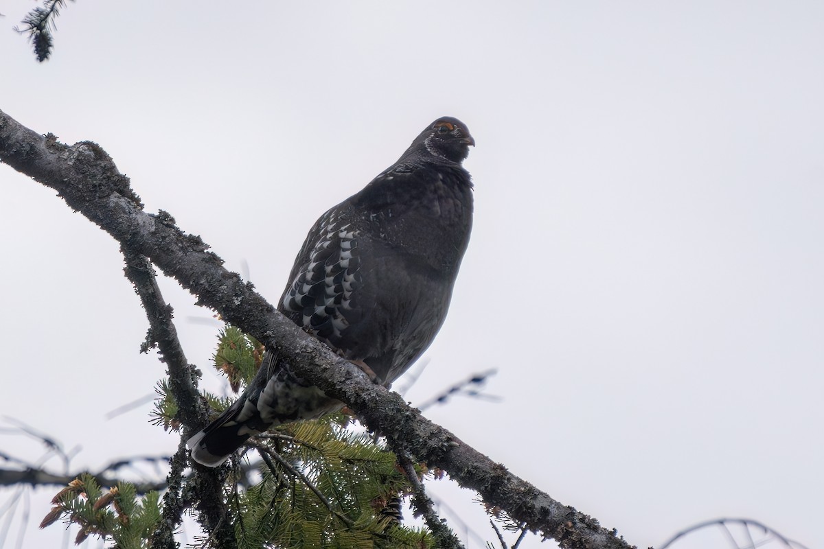 Sooty Grouse - Peter Lypkie