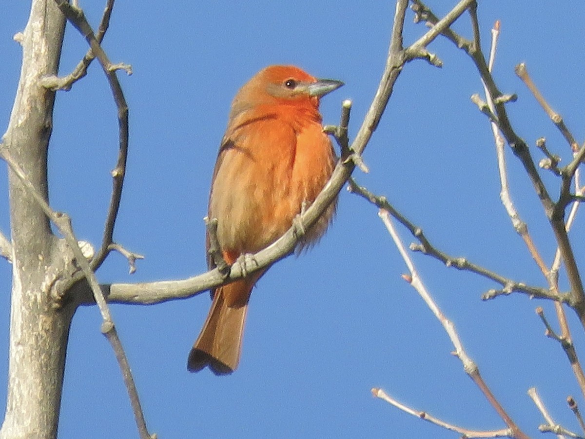 Hepatic Tanager (Northern) - ML618471224