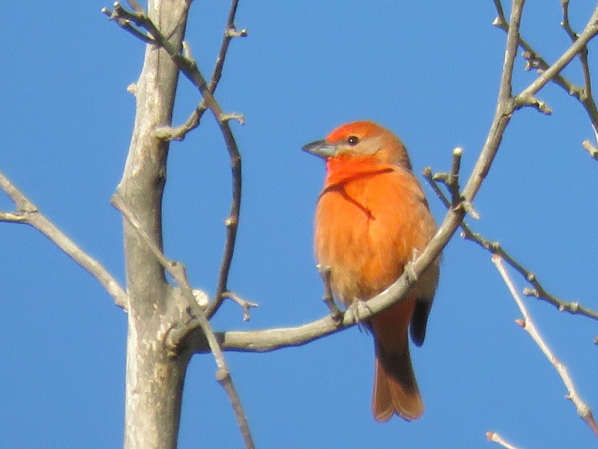 Hepatic Tanager (Northern) - ML618471226