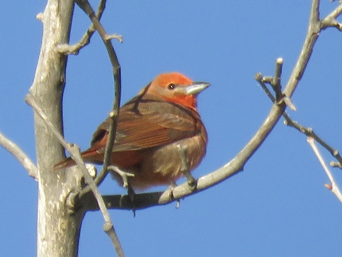 Hepatic Tanager (Northern) - ML618471227