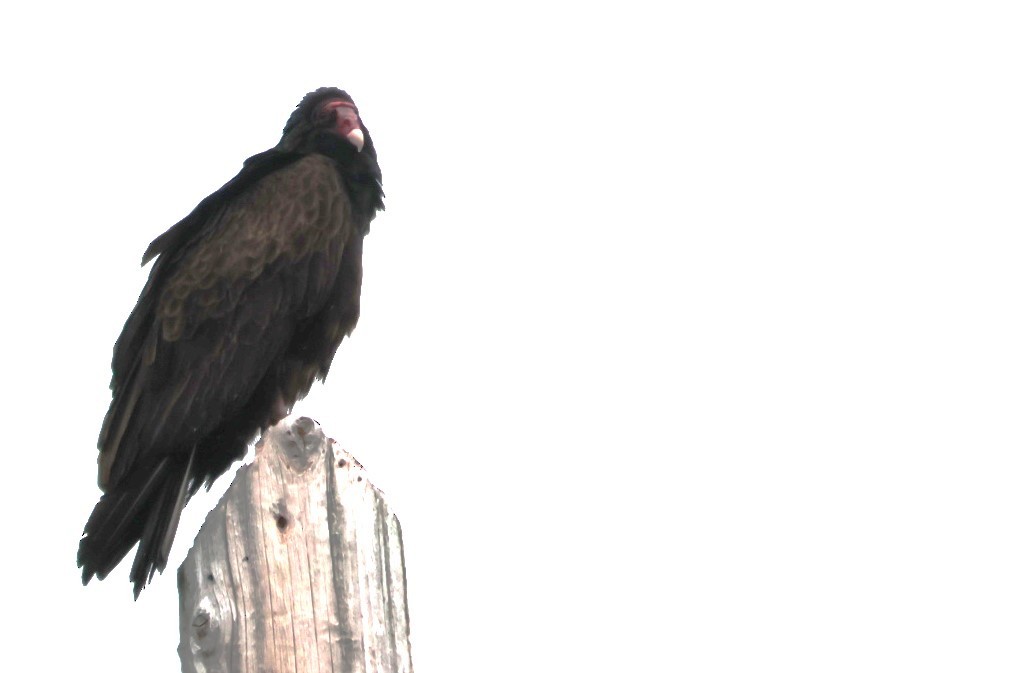 Turkey Vulture - ML618471228
