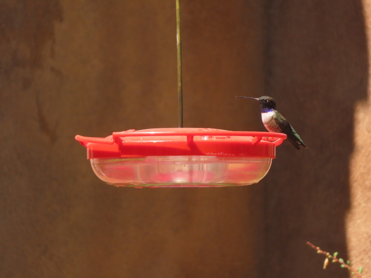 Black-chinned Hummingbird - ML618471229